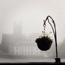 Potted plants in vase