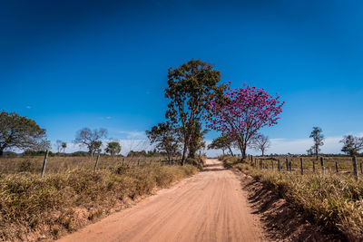 Dirt road amidst plants on field against blue sky