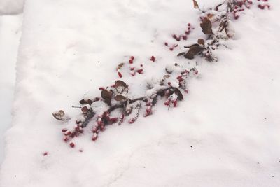 Close-up high angle view of snow