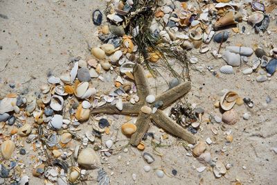 Close-up of starfish and shells on sand