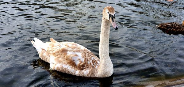 High angle view of swan swimming in lake