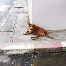 Portrait of dog relaxing on sidewalk