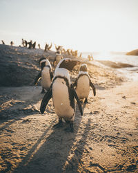 Penguin on beach