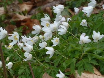 Close-up of white flowers blooming in spring