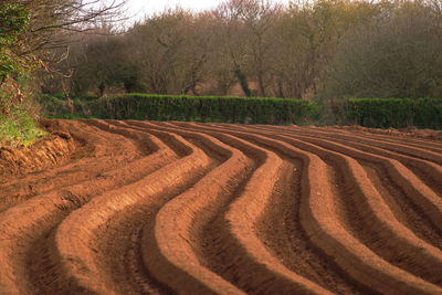 Scenic view of agricultural field