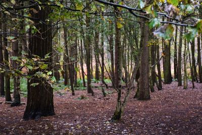 Trees in forest