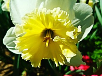 Close-up of yellow flower