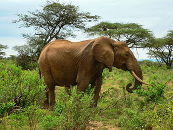 Elephant standing on field against sky