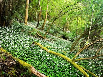 Scenic view of forest