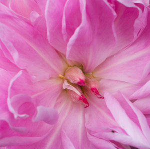 Close-up of pink flower