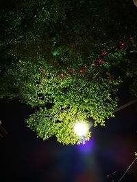 Low angle view of plants against trees at night
