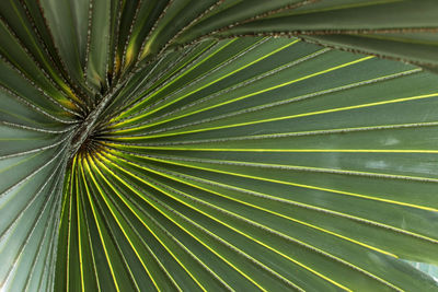 Close-up of palm leaves