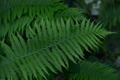 Close-up of fern leaves