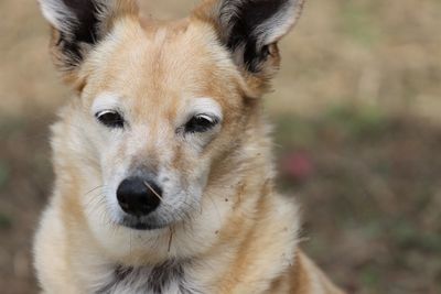 Close-up portrait of a dog