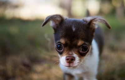 Portrait of dog