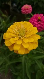 Close-up of yellow flower