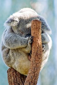 Close-up of koala sleeping on tree