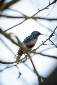 Low angle view of bird perching on branch