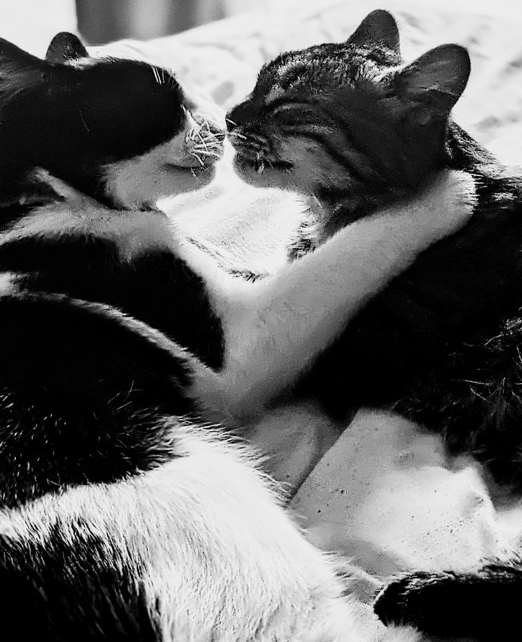 black, animal, animal themes, black and white, mammal, white, monochrome photography, monochrome, cat, pet, domestic animals, one animal, whiskers, carnivore, close-up, no people, nose, animal body part, dog, relaxation, canine, feline