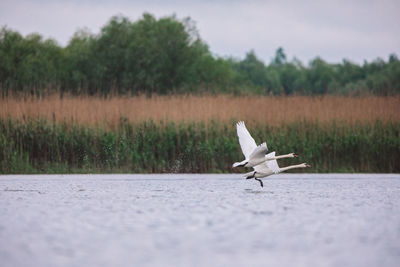 Swans flying over water