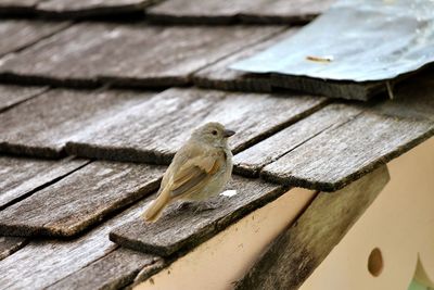 High angle view of bird perching on wood