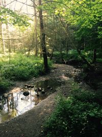 View of stream along trees