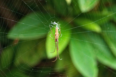 Close-up of spider and web