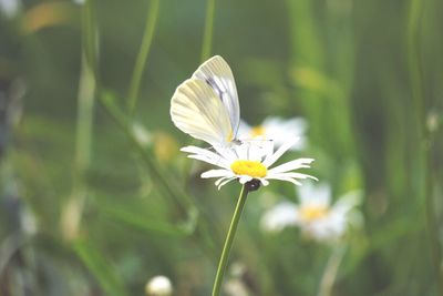 Close-up of white flower blooming outdoors