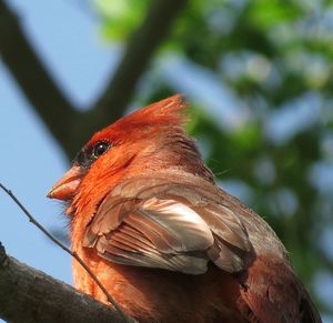 Close-up of bird perching on a tree