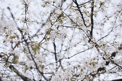 Low angle view of apple blossoms in spring