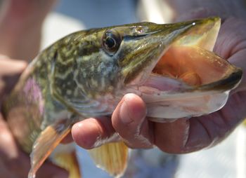 Cropped hand of man holding fish