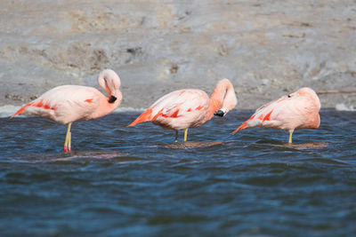 Flock of birds in water