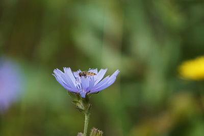 Close-up of purple flower