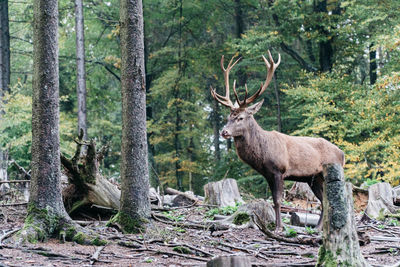 Deer in a forest