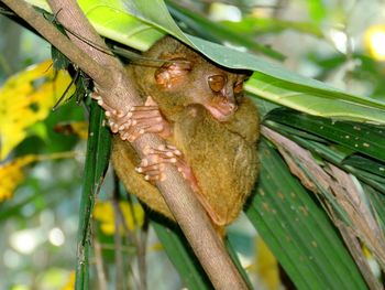 Close-up of lizard on tree