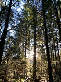 Low angle view of bamboo trees in forest