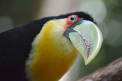 Close-up of yellow bird