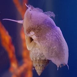 Close-up of fish swimming in sea