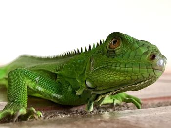 Close-up of lizard