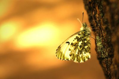 Close-up side view of a butterfly on branch