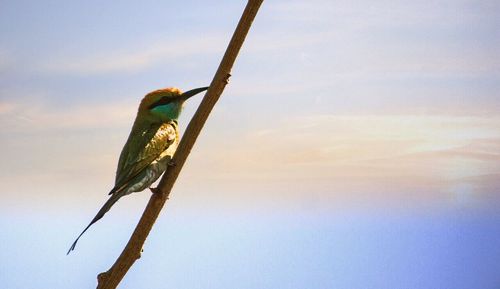 Low angle view of tree against sky