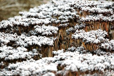 Close-up of plants during winter