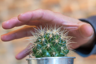Close-up of hand holding succulent plant