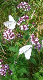 Close-up of butterfly on flower