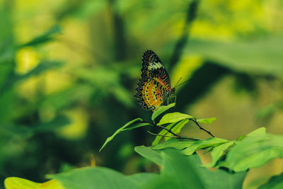 Close-up of butterfly on leaf