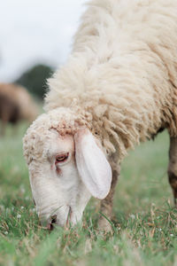 Close-up of a sheep on grass