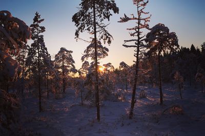 Trees on snow covered land against sky during sunset