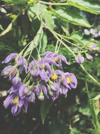 Close-up of purple flowers blooming outdoors