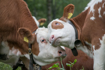 Close-up of cows