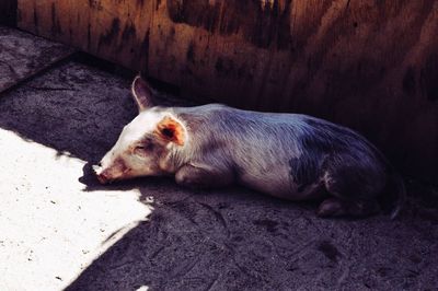 High angle view of dog sleeping